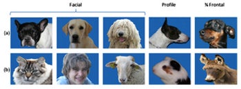 can dogs tell how old other dogs are